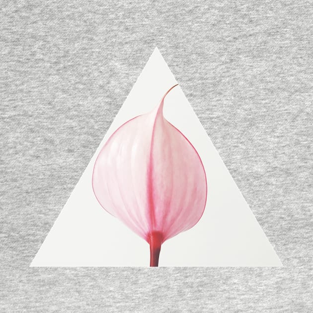 Pink Calla Lily II by Cassia